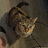 Luvbug is registered to the contest to win money with this photo: cat, tabby_cat, wooden_floor, slipper, blanket, indoor, pet, curious, looking_up, whiskers, tail, flooring, cozy, domestic, animal, feline, household, cable, shadow, texture