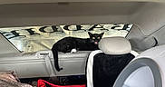 Luvbug is registered to the contest to win money with this photo: black_cat, cat, yellow_eyes, car_interior, car_seat, seatbelt, bags, red_bag, headrest, rear_window, pet, animal, indoor, feline, curious_cat, surprised_cat, white_paw, fabric, upholstery, transport