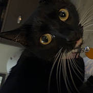 Luvbug joined the competition — help win amazing prizes! black_cat, cat, pet, indoor, close_up, whiskers, yellow_eyes, collar, tag, curious, feline, animal, domestic_cat, face, portrait, looking, blurred_background, furniture, home, dim_lighting