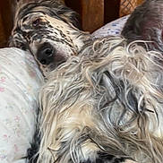 Indy is registered to the contest to win money with this photo: dog, lying_down, fluffy, speckled_coat, pillow, wooden_headboard, indoor, resting, relaxed, pet, animal, fur, bedroom, comfort, close_up, sleepy, domestic_animal, cute, couch, cozy