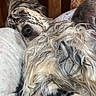 dog, lying_down, fluffy, speckled_coat, pillow, wooden_headboard, indoor, resting, relaxed, pet, animal, fur, bedroom, comfort, close_up, sleepy, domestic_animal, cute, couch, cozy