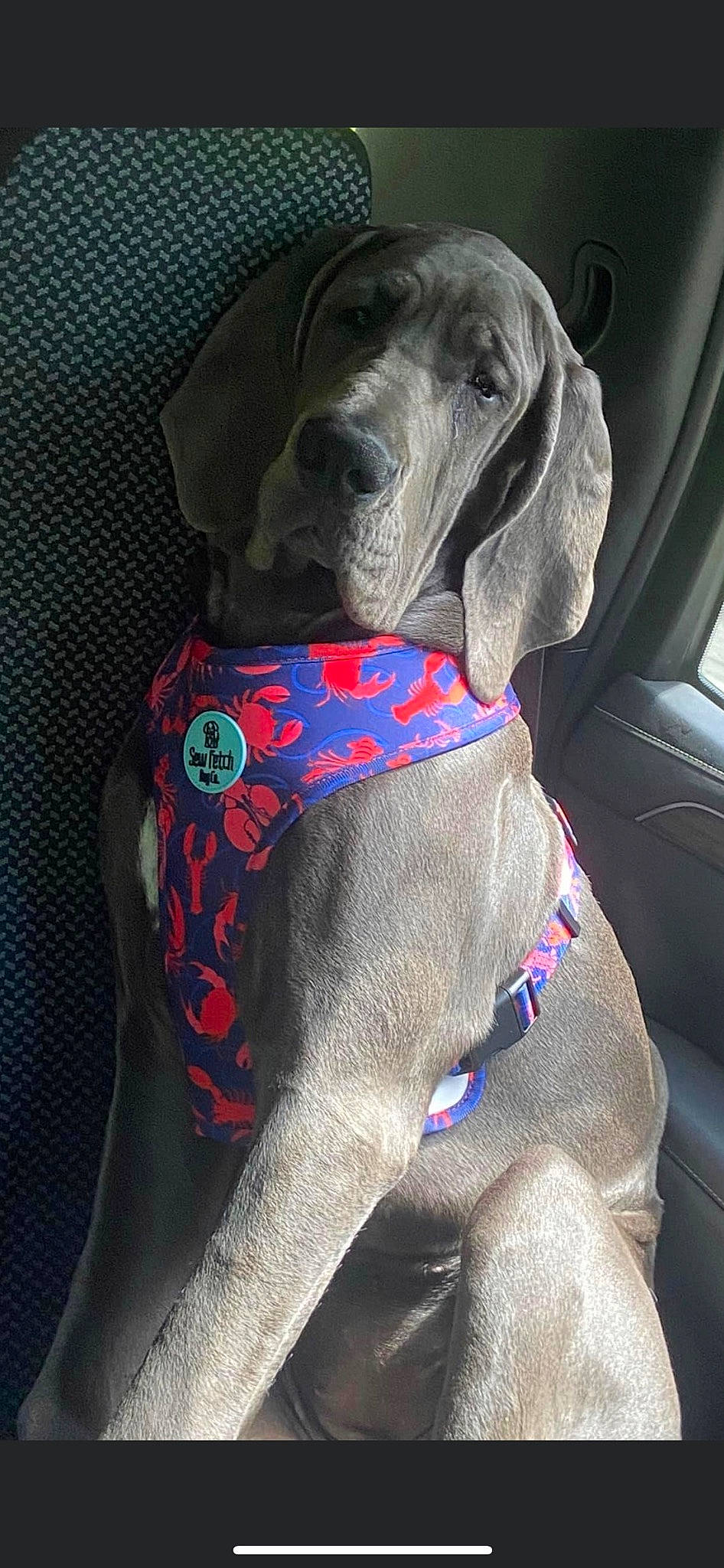 Harlee is registered to the contest to win money with this photo: canidae, carnivore, collar, comfort, companion_dog, dog, dog_breed, dog_collar, dog_supply, electric_blue, fashion_accessory, grey, gun_dog, liver, non_sporting_group, pet_supply, snout, sporting_group, working_animal