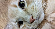 Biscuit is registered to the contest to win money with this photo: cat, close_up, fluffy, cream_colored, whiskers, wooden_floor, pet, feline, curious, relaxed, animal, face, fur, indoor, mammal, cute, portrait, domestic_cat, soft_texture, laying_down