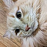 cat, close_up, fluffy, cream_colored, whiskers, wooden_floor, pet, feline, curious, relaxed, animal, face, fur, indoor, mammal, cute, portrait, domestic_cat, soft_texture, laying_down