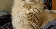 Biscuit joined the competition — help win amazing prizes! alert, animal, bed, blanket, cat, closeup, cute, domestic, feline, fluffy, fur, home, indoor, mammal, orange_cat, pet, portrait, relaxed, resting, whiskers