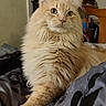 Biscuit joined the competition — help win amazing prizes! cat, fluffy, orange_cat, pet, indoor, feline, animal, mammal, bed, blanket, resting, alert, portrait, whiskers, fur, domestic, cute, closeup, relaxed, home