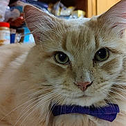 Biscuit is registered to the contest to win money with this photo: cat, fluffy, beige, bow_tie, pet, indoor, kitchen, close_up, animal, feline, whiskers, ears, curious, domestic, cute, portrait, household, furniture, domesticated, looking
