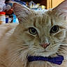 cat, fluffy, beige, bow_tie, pet, indoor, kitchen, close_up, animal, feline, whiskers, ears, curious, domestic, cute, portrait, household, furniture, domesticated, looking