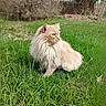 Biscuit joined the competition — help win amazing prizes! cat, fluffy, cream_colored, grass, outdoor, nature, animal, pet, feline, greenery, field, leafless_bushes, trees, serene, curious, sitting, portrait, daylight, wildlife, peaceful