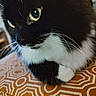 animal, black_and_white, blurred_background, cat, close_up, closeup, cute, domestic, fabric, feline, fur, indoor, mammal, orange_pattern, paws, pet, resting, soft_focus, whiskers, yellow_eyes