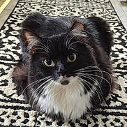 Skully joined the competition — help win amazing prizes! alert, animal, black_and_white, cat, closeup, cute, domestic_cat, feline, fluffy, fur, household, indoor, lying_down, patterned_rug, pet, portrait, rug, whiskers, whiskers_long, yellow_eyes