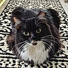 alert, animal, black_and_white, cat, closeup, cute, domestic_cat, feline, fluffy, fur, household, indoor, lying_down, patterned_rug, pet, portrait, rug, whiskers, whiskers_long, yellow_eyes