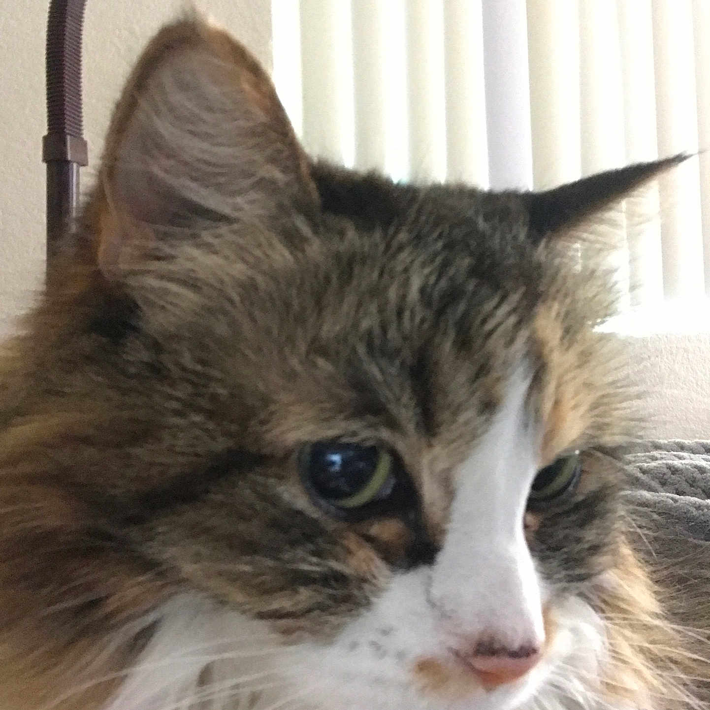 Snickers joined the competition — help win amazing prizes! abyssinian, accessories, angora, animal, brasssection, cat, chair, couch, cushion, furniture, glasses, homedecor, horn, indoors, kitten, lamp, manx, musicalinstrument, pet, siamese