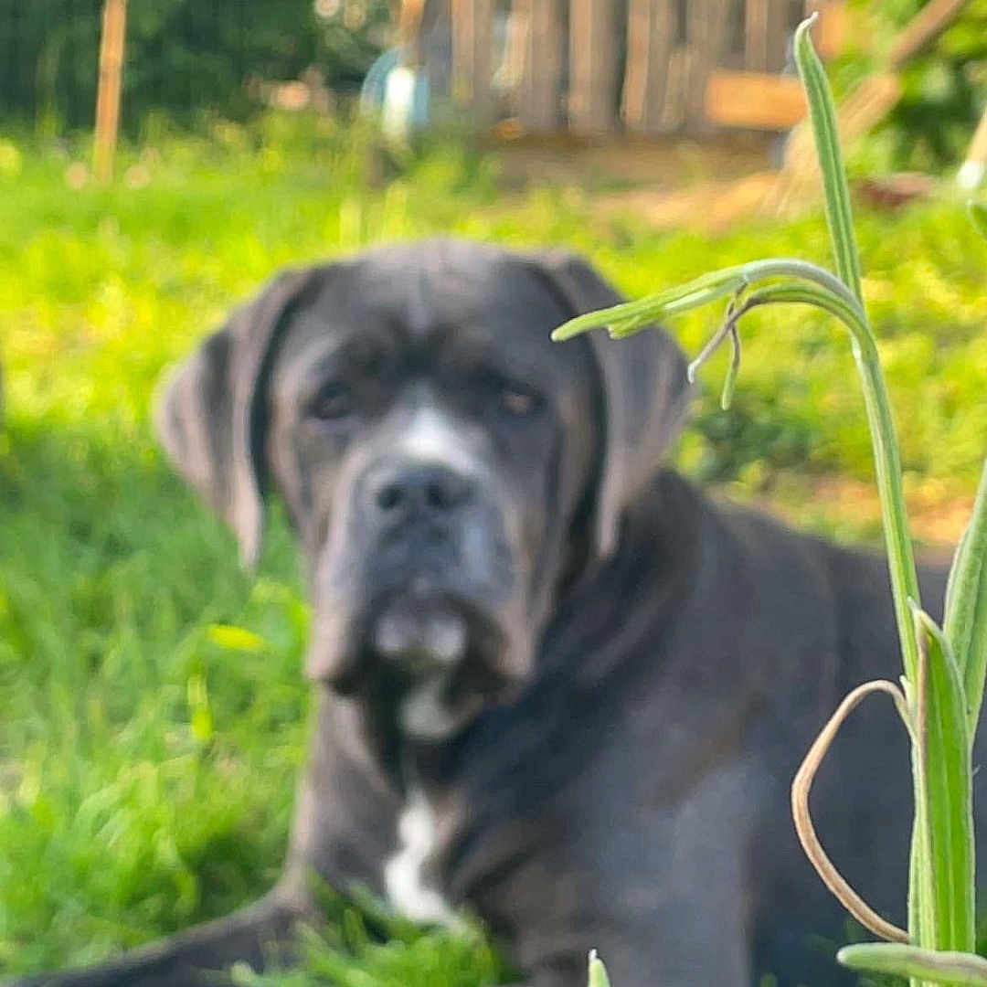 Aya participe au concours pour gagner de l'argent avec cette photo : dog, grass, garden, outdoor, plant, fence, blur, black_dog, animal, nature, greenery, pet, canine, resting, yard, daylight, summer, background, blurred, leaves