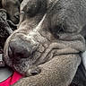 Aya a rejoint le concours — aidez-le/la à gagner de superbes lots ! dog, sleeping, close_up, fur, paw, wrinkles, resting, animal, pet, cozy, blurred_background, texture, muzzle, face, relaxation, indoors, canine, companion, two_dogs, nap
