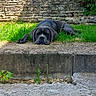 Aya participe au concours pour gagner de l'argent avec cette photo : dog, black_dog, grass, stone_wall, outdoor, pet, canine, resting, sunlight, nature, animal, quiet, peaceful, relaxed, summer, greenery, daylight, laying_down, mammal, garden