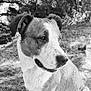 dog, outdoor, animal, black_and_white, nature, pet, canine, grass, tree, portrait, mammal, side_view, fur, ears, snout, quiet, calm, daylight, looking_away, sitting