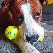 Narko participe au concours pour gagner de l'argent avec cette photo : dog, brown_and_white, toy_ball, yellow_ball, paw_prints, couch, indoor, pet, close_up, canine, animal, laying_down, looking_up, domestic_animal, snout, ears, fur, paw, living_room, companion