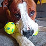 dog, brown_and_white, toy_ball, yellow_ball, paw_prints, couch, indoor, pet, close_up, canine, animal, laying_down, looking_up, domestic_animal, snout, ears, fur, paw, living_room, companion