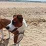 dog, beach, sand, leash, ocean, sky, outdoor, animal, pet, brown, white, canine, daytime, nature, water, coast, shore, vacation, playful, summer