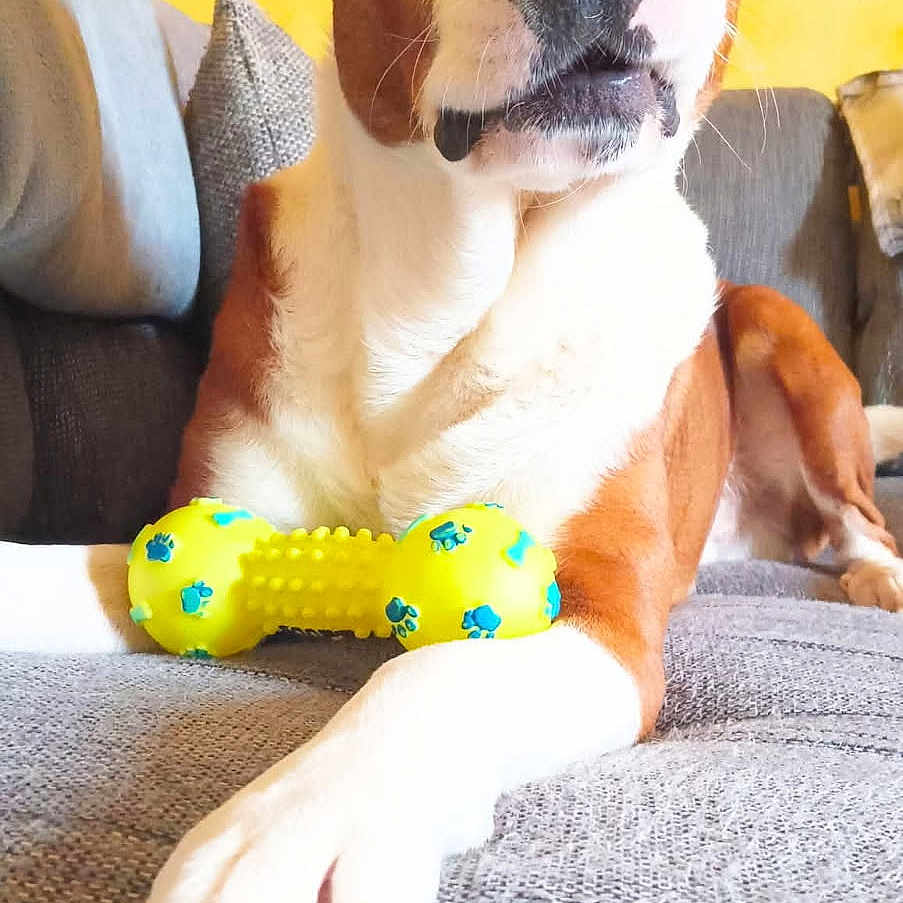 Narko a rejoint le concours — aidez-le/la à gagner de superbes lots ! animal, blue, bone, brown, closeup, couch, dog, fabric, furniture, grey, home, indoor, paw, paw_prints, pet, portrait, relaxed, toy, white, yellow
