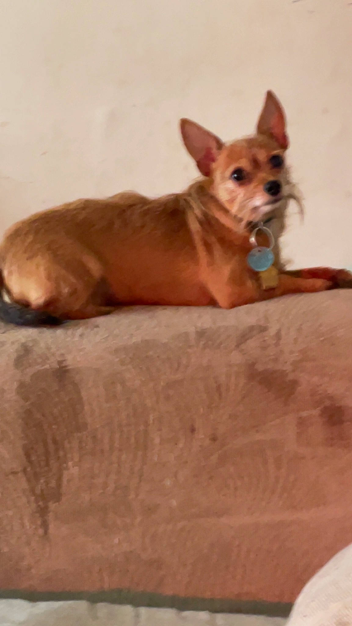 Charlie joined the competition — help win amazing prizes! ancient_dog_breeds, canidae, carnivore, companion_dog, dog, dog_breed, dog_supply, ear, fawn, hardwood, liver, non_sporting_group, snout, sporting_group, tail, terrestrial_animal, toy_dog, whiskers, wood, working_animal