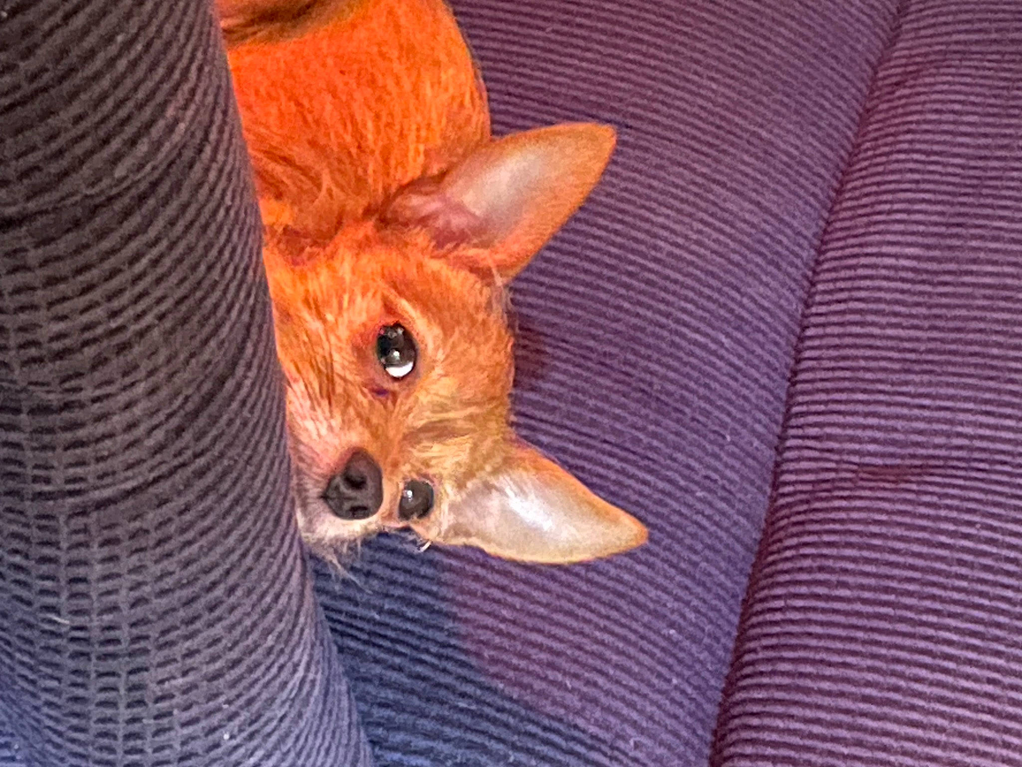 Charlie is registered to the contest to win money with this photo: canidae, carnivore, claw, comfort, companion_dog, corgi_chihuahua, dog, dog_breed, dog_supply, ear, fawn, fur, liver, puppy, snout, sporting_group, terrestrial_animal, toy_dog, whiskers, working_animal