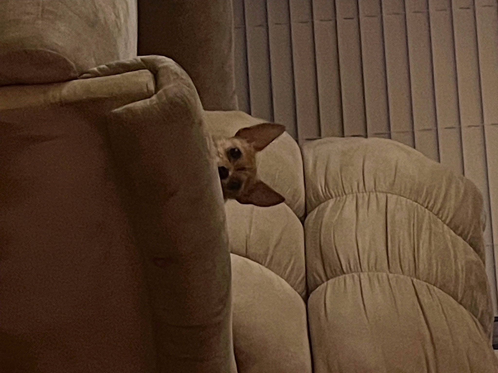 Charlie joined the competition — help win amazing prizes! armrest, auto_part, automotive_design, car_seat, car_seat_cover, carnivore, comfort, pattern, room, terrestrial_animal, tints_and_shades, wood