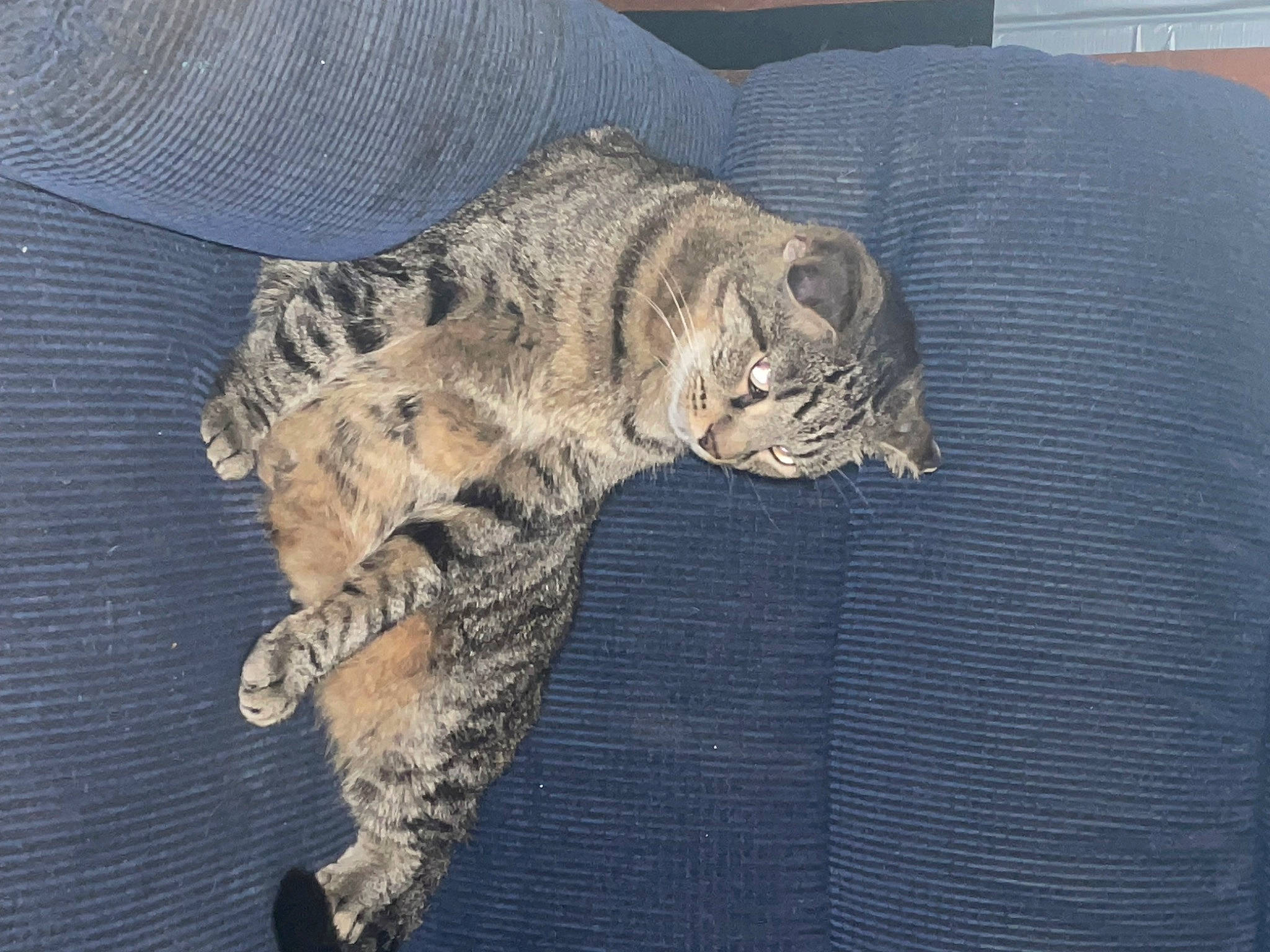 Junior joined the competition — help win amazing prizes! carnivore, cat, claw, comfort, couch, domestic_short_haired_cat, felidae, fur, grey, nap, pattern, paw, sleep, small_to_medium_sized_cats, snout, tail, terrestrial_animal, whiskers, wildlife, wood