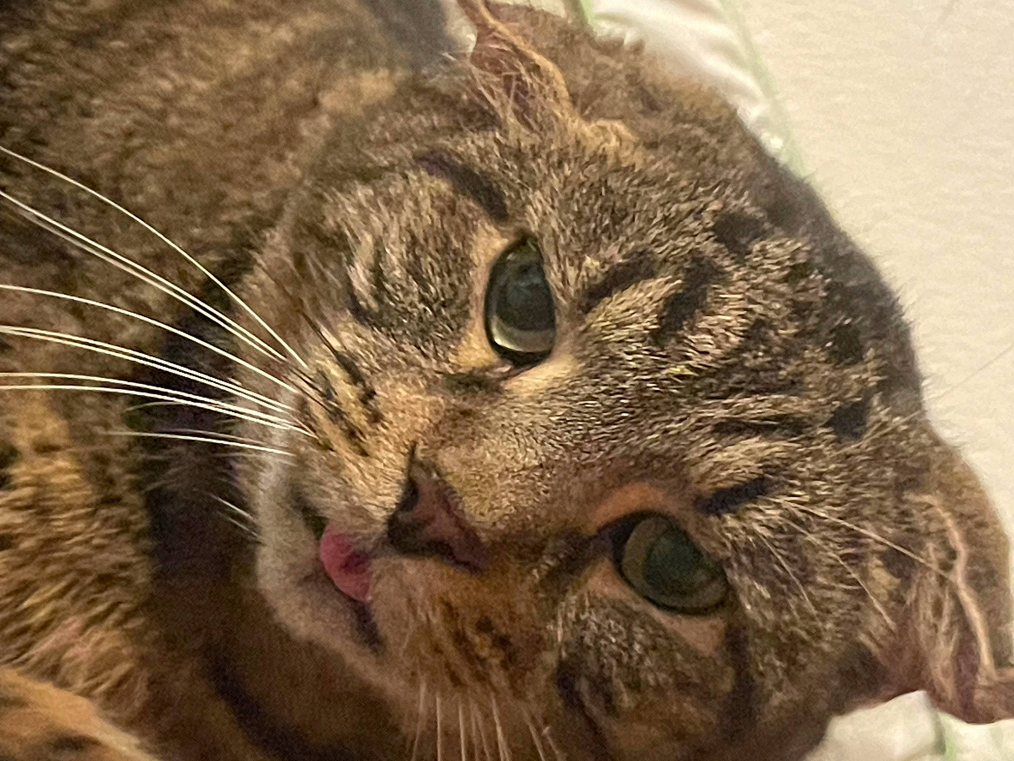 Junior is registered to the contest to win money with this photo: carnivore, cat, close_up, domestic_short_haired_cat, ear, felidae, fur, paw, small_to_medium_sized_cats, snout, terrestrial_animal, whiskers, wildlife