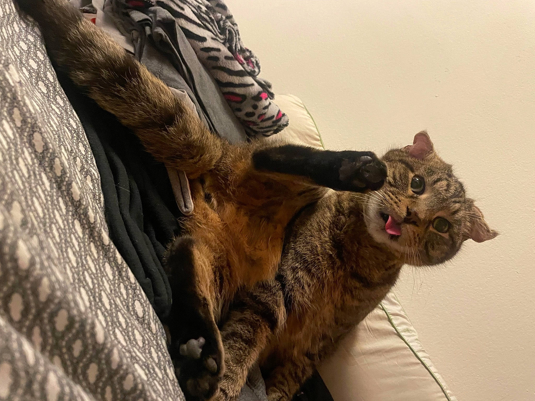 Junior joined the competition — help win amazing prizes! carnivore, cat, claw, domestic_short_haired_cat, felidae, foot, fur, grey, human_leg, paw, small_to_medium_sized_cats, snout, tail, terrestrial_animal, tree, trunk, whiskers, wildlife, window, wood