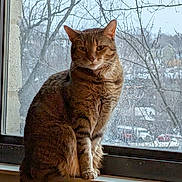 Cleopatra joined the competition — help win amazing prizes! animal, bare_trees, brown_fur, cat, green_eyes, home, indoor, outdoor_view, pet, pointed_ears, portrait, rainy_day, serious_expression, sitting, striped_fur, tabby_cat, whiskers, window, windowsill, winter