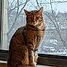 animal, bare_trees, brown_fur, cat, green_eyes, home, indoor, outdoor_view, pet, pointed_ears, portrait, rainy_day, serious_expression, sitting, striped_fur, tabby_cat, whiskers, window, windowsill, winter
