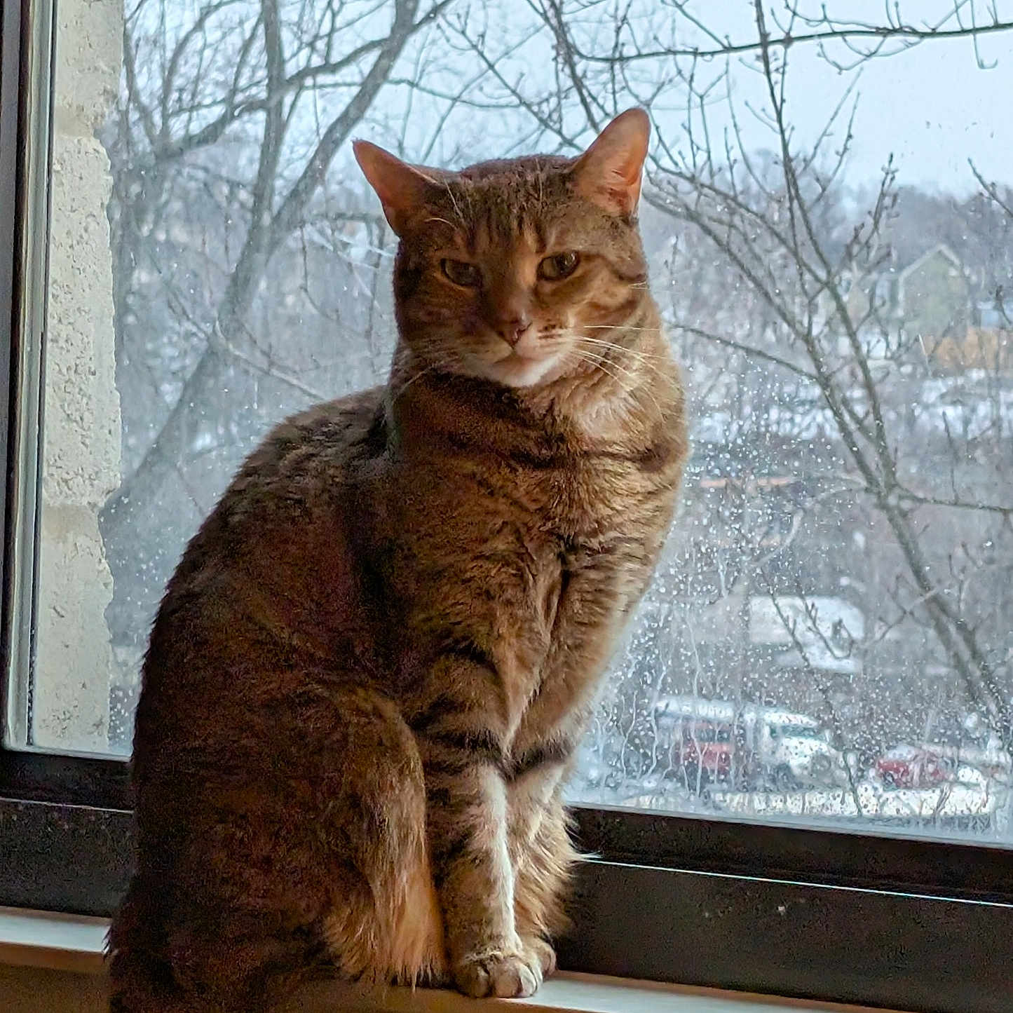 Cleopatra