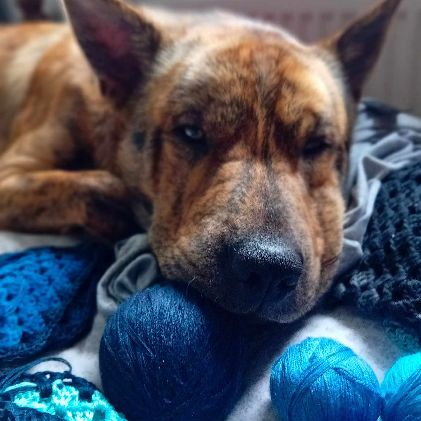 Scooby