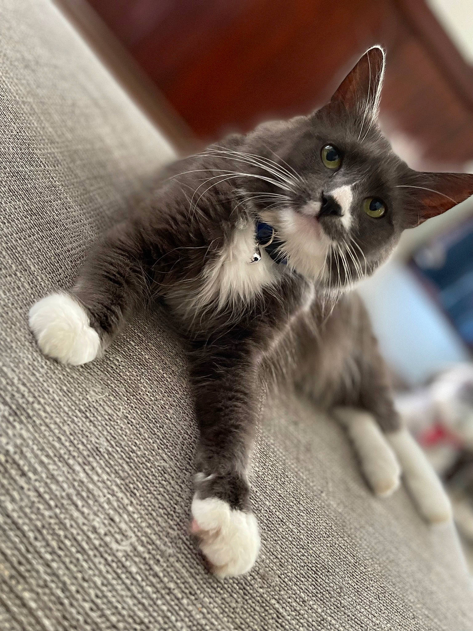 Lily joined the competition — help win amazing prizes! carnivore, cat, cat_toy, claw, comfort, domestic_short_haired_cat, fawn, felidae, foot, fur, grey, human_leg, monochrome_photography, paw, small_to_medium_sized_cats, snout, tail, terrestrial_animal, whiskers, wood