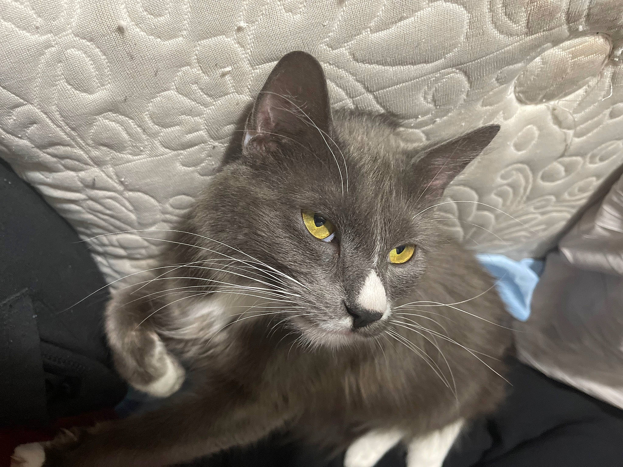 Lily is registered to the contest to win money with this photo: black_cat, carnivore, cat, cat_supply, claw, comfort, domestic_short_haired_cat, felidae, fur, grey, monochrome_photography, paw, small_to_medium_sized_cats, snout, tail, whiskers