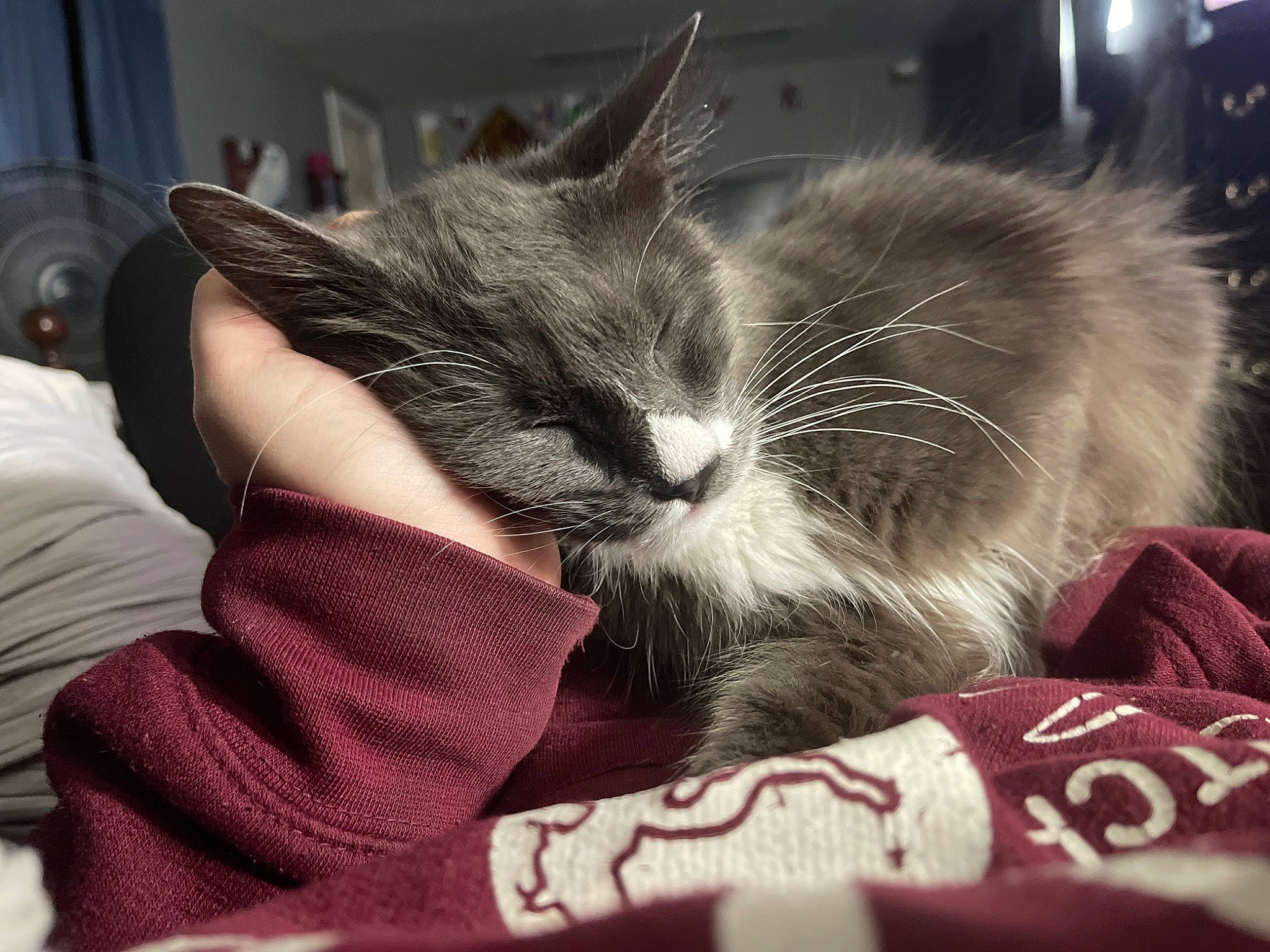 Lily joined the competition — help win amazing prizes! box, carnivore, cat, claw, cloud, comfort, domestic_short_haired_cat, ear, felidae, fur, grey, lap, nap, paw, sitting, sleep, small_to_medium_sized_cats, snout, whiskers