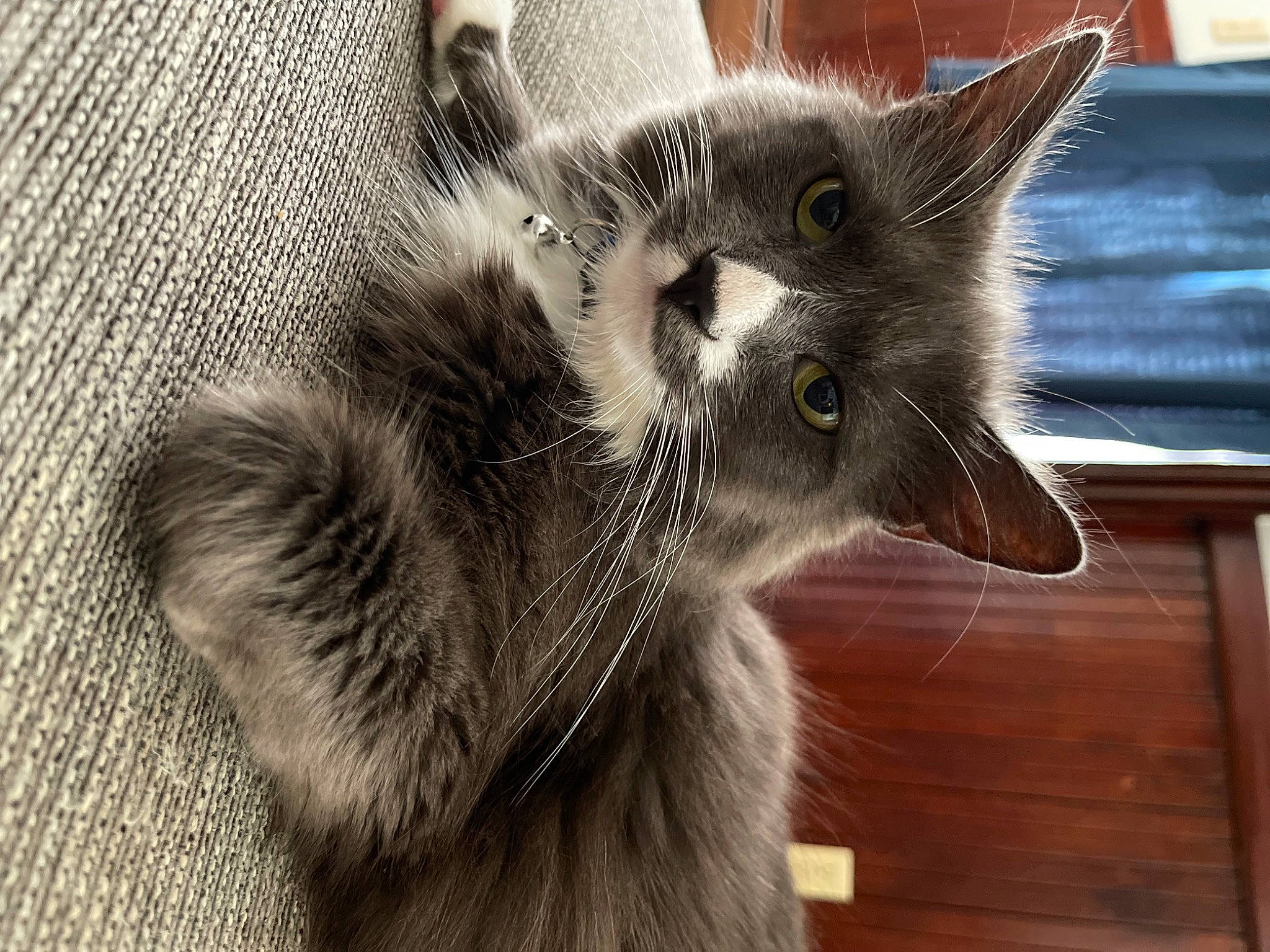 Lily joined the competition — help win amazing prizes! black_cat, carnivore, cat, chartreux, claw, domestic_short_haired_cat, ear, felidae, fur, grey, hardwood, paw, small_to_medium_sized_cats, snout, tail, terrestrial_animal, thai, whiskers, window, wood