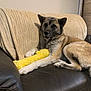 dog, couch, plush_toy, yellow_toy, blanket, leather, indoor, pet, relaxed, fur, animal, mammal, paw, snout, ears, home, comfort, resting, brown, beige