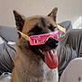 dog, sunglasses, pink, tongue_out, indoor, pet, happy, canine, fur, sitting, face, accessory, fashion, casual, living_room, cozy, smiling, tongue, cute, domestic_animal