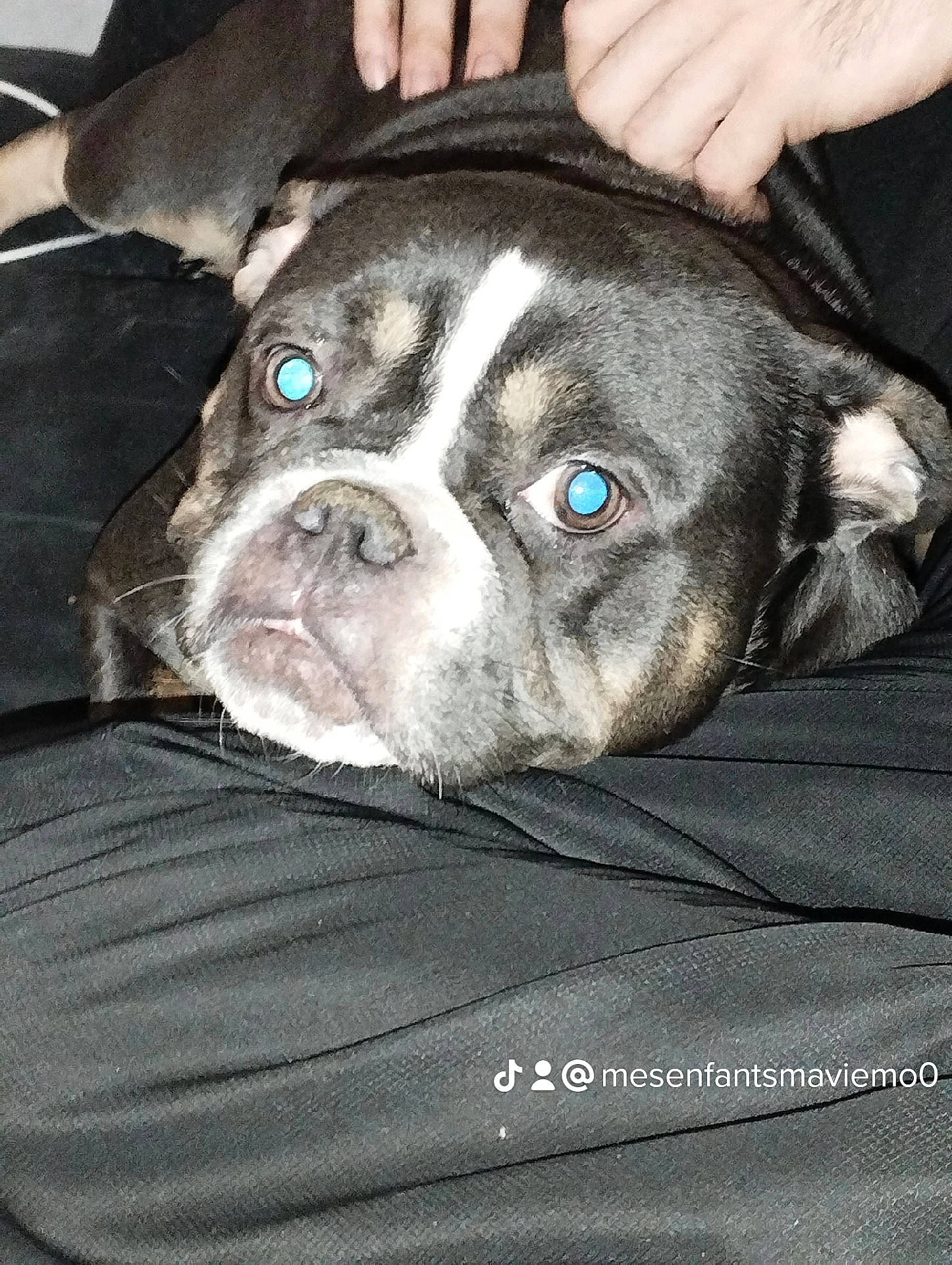 Aria participe au concours pour gagner de l'argent avec cette photo : bored, bulldog, canidae, carnivore, comfort, companion_dog, dog, dog_breed, ear, eye, fawn, fur, head, snout, sporting_group, terrestrial_animal, toy_dog, whiskers, working_animal, wrinkle