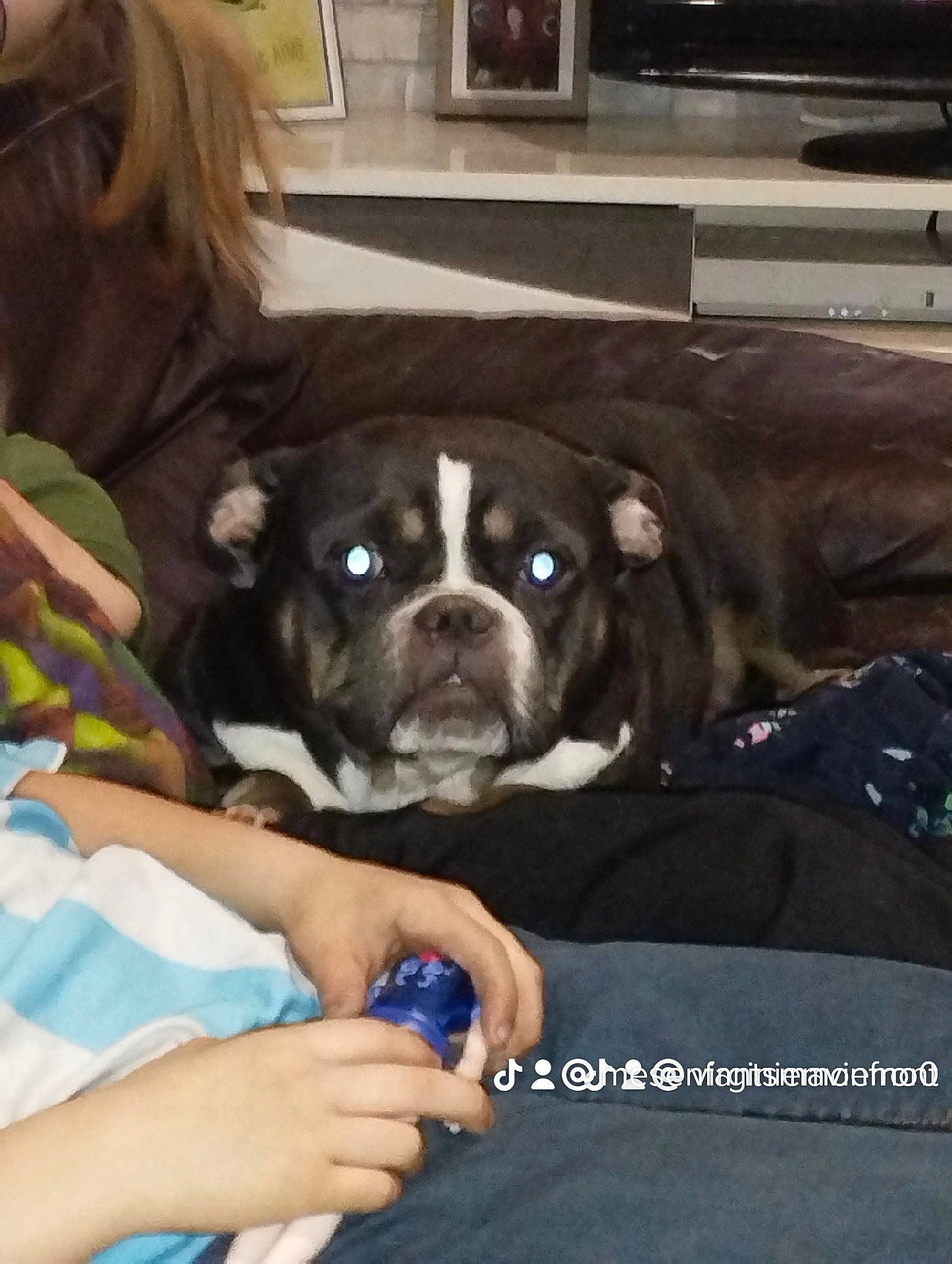 Aria a rejoint le concours — aidez-le/la à gagner de superbes lots ! canidae, carnivore, comfort, companion_dog, couch, dog, dog_breed, fawn, foot, fur, hardwood, nail, non_sporting_group, puppy, room, snout, sporting_group, whiskers, working_animal, wrist