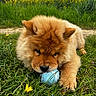 Oscar participe au concours pour gagner de l'argent avec cette photo : puppy, dog, chow_chow, grass, flower, yellow_flower, blue_ball, outdoor, nature, pet, animal, cute, fur, playful, closeup, lying_down, paw, snout, greenery, spring