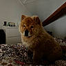 dog, chow_chow, fluffy, bed, bedspread, patterned, indoor, room, attic, window, furniture, cozy, pet, animal, canine, fur, sitting, cute, domestic, companion
