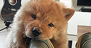 Oscar participe au concours pour gagner de l'argent avec cette photo : dog, puppy, chow_chow, sneaker, footwear, indoor, guitar, musical_instrument, television, cabinet, floor, cozy, playful, pet, furry, cute, animal, chewing, home, living_room