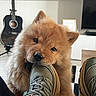 dog, puppy, chow_chow, sneaker, footwear, indoor, guitar, musical_instrument, television, cabinet, floor, cozy, playful, pet, furry, cute, animal, chewing, home, living_room