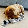 Oscar participe au concours pour gagner de l'argent avec cette photo : puppy, dog, fluffy, toy, plush_toy, indoor, floor, couch, brown, cute, pet, animal, playful, resting, small_dog, furry, domestic_animal, chewing, relaxing, cozy