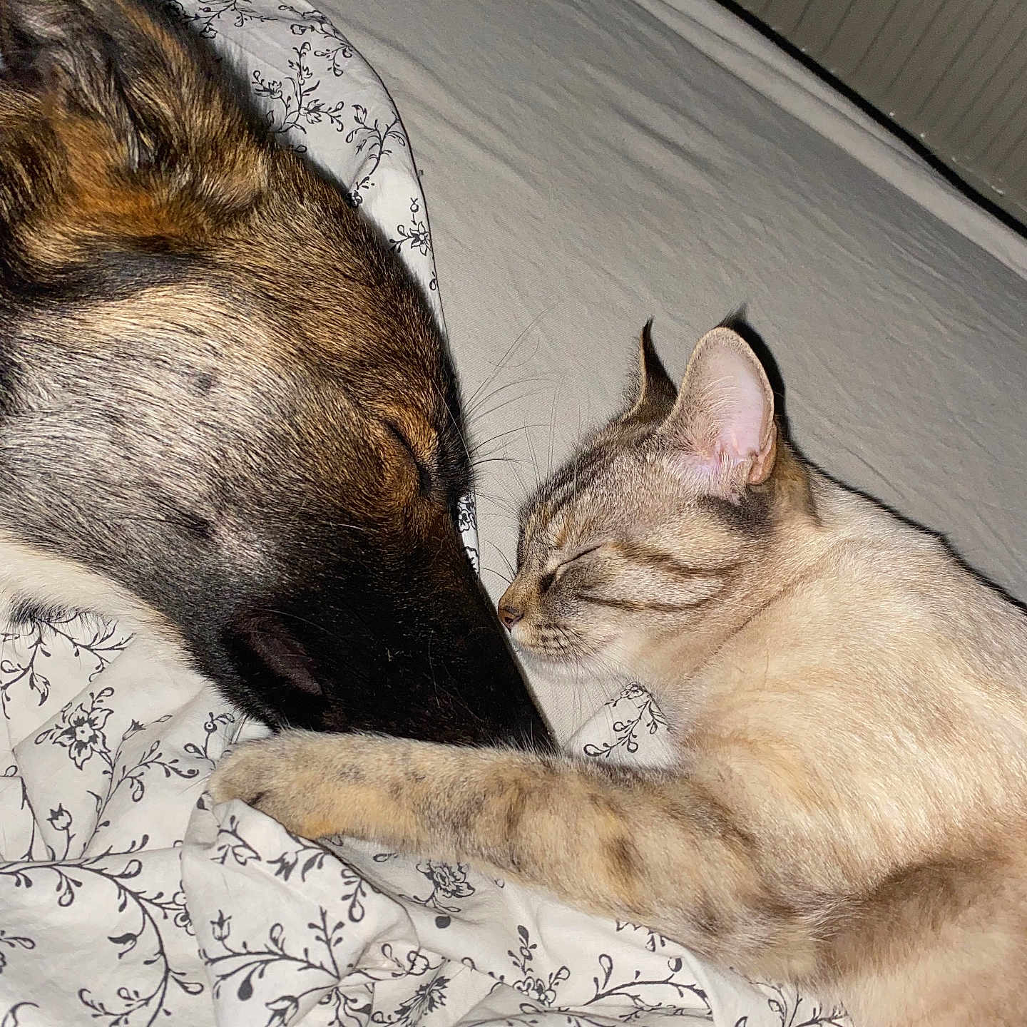 Vania a rejoint le concours — aidez-le/la à gagner de superbes lots ! animal, bed, blanket, cat, closeup, comfort, cozy, cute, dog, domestic, friendship, fur, indoor, nap, nose_to_nose, peaceful, pet, rest, sleeping, whiskers