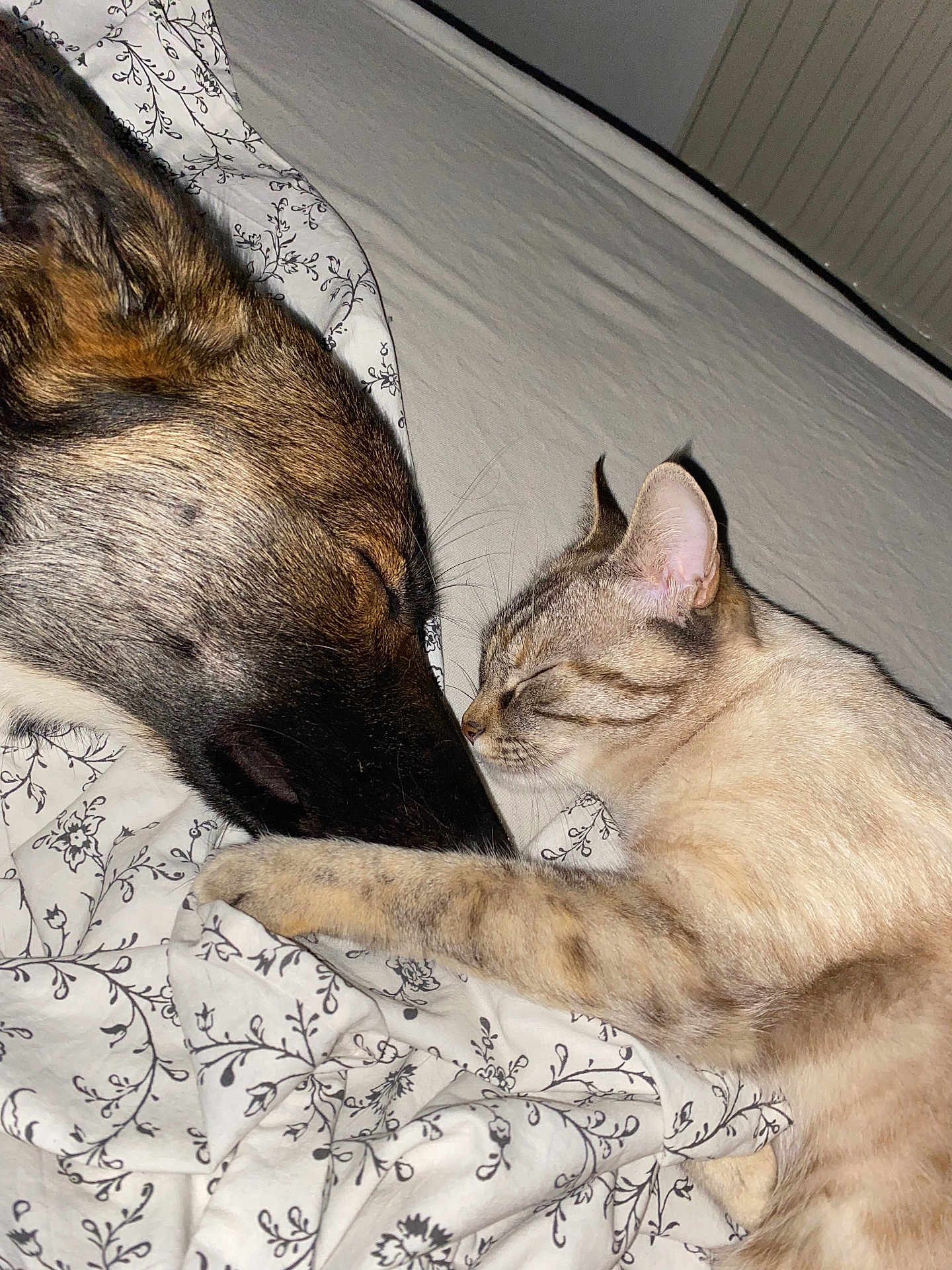 Vania a rejoint le concours — aidez-le/la à gagner de superbes lots ! dog, cat, sleeping, bed, blanket, animal, pet, friendship, closeup, indoor, cozy, fur, whiskers, peaceful, rest, comfort, nap, nose_to_nose, domestic, cute